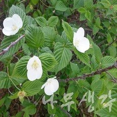 착한가격 나무생각 / 병아리꽃나무 / 60cm / 개화주 / 분