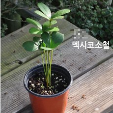 관엽/구근식물 멕시코소철 화분모종 4개(L0105), 4개