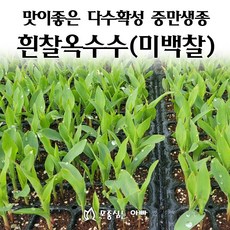 [모종심는아빠] 맛이좋은 다수확성 중만생종 흰찰옥수수 모종