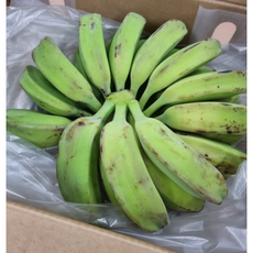 필리핀 그린 사바 바나나 1.5kg 3kg Philippines Green Saba Banana 필리핀바나나 그린사바 그린사바바나나 초록바나나, 1.5kg내외, 1개