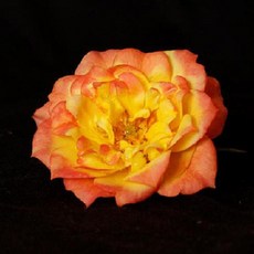 b306800acf6a9e689db40a6229141dc9af31b2bf21fd639fbd7faa584961.jpg