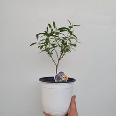 유식물원