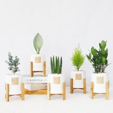 꽃피우는청년 실내에서 키우기 쉬운 공기정화식물 (무광 원형 화분 + 우드 스탠드), 화이트, 테이블야자