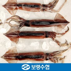 서해오징어