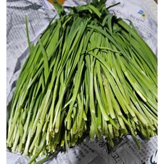 작업한 국내산 부추 전구지, 1개, 2kg
