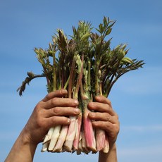 강원도 산지직송 땅두릅, 300g, 1개