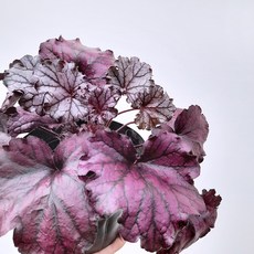 39f16a7580f87c48c447b4ce933dc7e1516ac3d451639a8ee83a1a5e9ba2.jpg