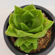 라이프티그라