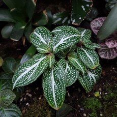 밀폐형테라리움