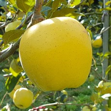 프레시잉 시나노골드 사과 황금사과 소과, 소과 10kg, 1개