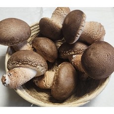맛있는 푸르데이 으뜸송이버섯/ 무농약 친환경 버섯/최고급 프리미엄급/ 농장직송 /명절 선물세트/무료배송/으뜸송이/으뜸송화/푸르데이, 1호(850g), 1개