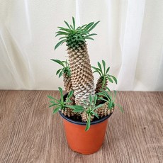 괴마옥