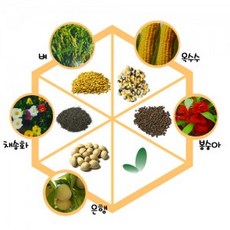 여러가지씨, _6612_은행나무[100g]