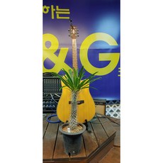 라메리선인장