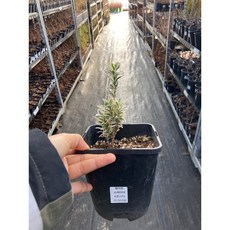 고위광디리러바