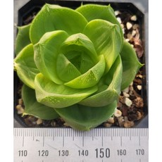 라이프티그라