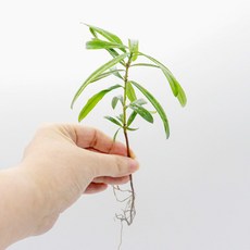 미미네아쿠아 원예식물 테라리움용 나한송 1뿌리, 1개