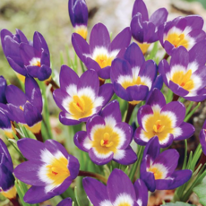 건강한춘복이네