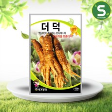 더덕씨앗