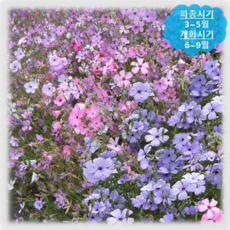 비스카미니전기그릴