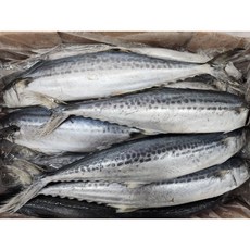 삼치 냉동 국내산 10kg 15/16미 업소용 자반 구이 조림, 원물그대로, 1개