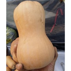 촉촉한 식감에 깊은 단맛 산지직송 국내산 버터호박 호리병호박 땅콩호박 1.5kg 1박스