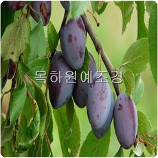 목하원예조경 서양자두 푸룬자두(빅퍼플)접목1년특묘