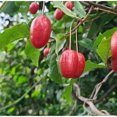 왕보리수 결실주 분뜨기