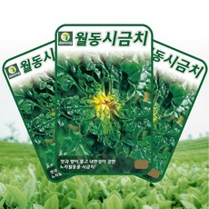 다농 월동시금치 씨앗 20g 3봉 겨울 월동시금치씨 종자, 1세트