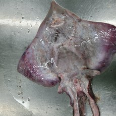 국내 신안산 생물 홍어 4kg 한마리(숫치), 통째로, 1개