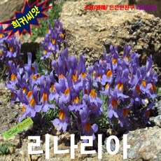 리나리나 TOP01