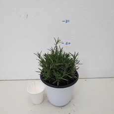 9621fb85101b0d56351a88c8398afdd1fb006882cd2ce7153a18576af313.jpg