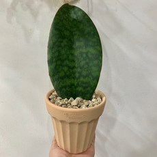 트리아니아냉풍기