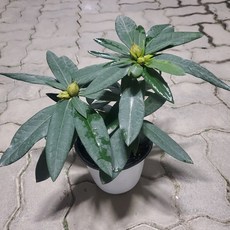 만병초꽃