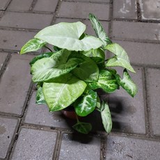 61c740533de686eb7127dc2c84f0076e30a4b85f7c78c48e43da3f15ff0b.jpg