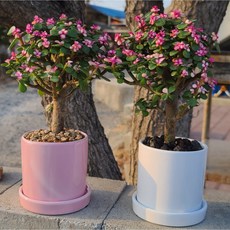 벚꽃나무를 닮은 핑크 아악무 사랑무 분갈이 선물세트