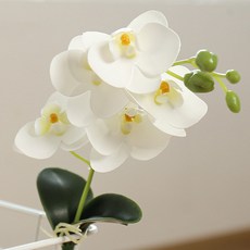 호접란부케