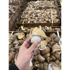 포항 생물 백골뱅이 백고동 야채무침세트, 자숙 손질 백고동 야채 무침세트, 1개