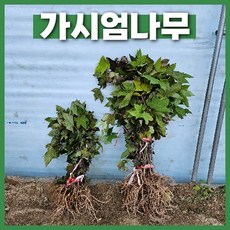 가시엄나무 10주 묶음 약용수 새순, 소-20주묶음, 1개