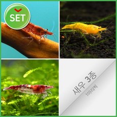 키우기쉬운물고기