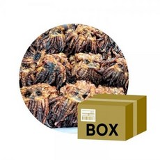 국내가공 구운 숏다리 10kg, 1개, 상세페이지 참조