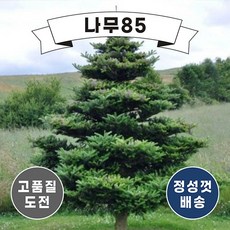 (나무85) 구상나무 H1.5 내외 분