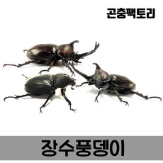 홍다리사슴벌레