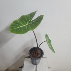 알로카시아네뷸라