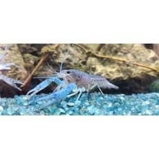 미니 블루 가재 한쌍