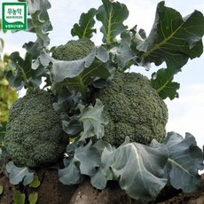 제주 무농약 브로컬리 친환경 브로콜리 브루컬리 브루콜리 8kg 브루커리 농장직판 채소 판매 추천 구입, 단일상품