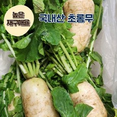 [재구매율 높음] 잇모어웰 국내산 산지직송 초롱무 총각무 알타리무, 1박스, 1단(알타리무)