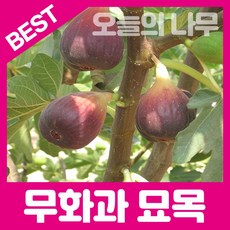 무화과묘목 TOP01