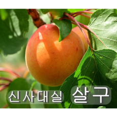 살구(신사대실) 3년 결실주.묘목.나무, 1개