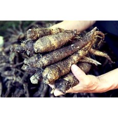강원도 인제 산더덕 흙더덕 직접수확 산지직송, 1개, 소 1kg(즙용,장아찌용)